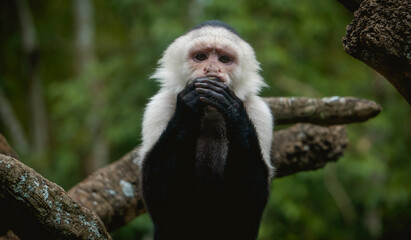 Mono carablanca. Cebus imitator. White-faced capuchin