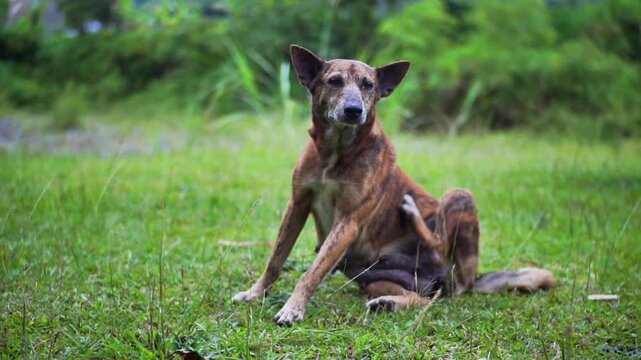 Dog Playing Cheerfully in the Backyard