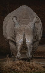 Powerful Rhino