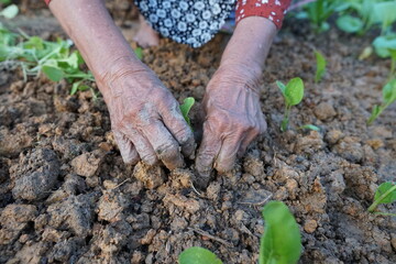Elderly Hands Planting Seedlings in Soil Gardening Agriculture