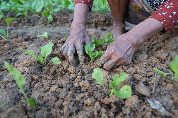 Elderly Hands Planting Seedlings in Rich Soil Agriculture Farming