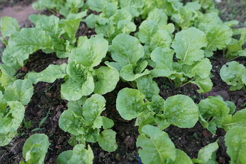 Fototapeta premium Lush Green Bok Choy Plants Growing in Garden Bed