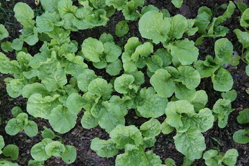 Lush Green Bok Choy Plants Growing in Garden Soil