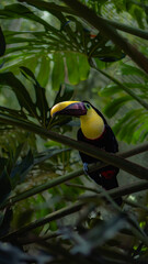 toucan perched on a branch in the rainforest