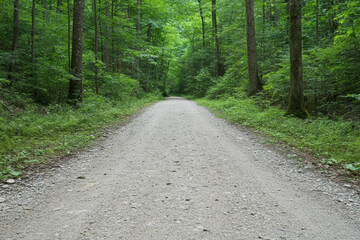 Naklejka premium A dirt road in a forest with trees on either side