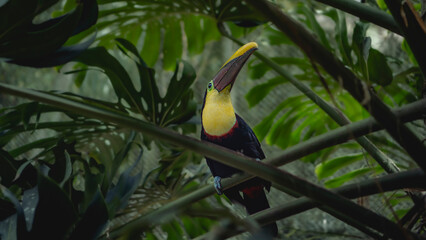 toucans perched on a branch in the rainforest