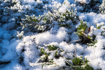 Snow crystals in a frozen bush Christmas