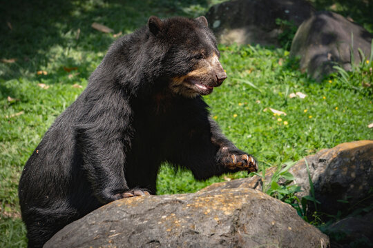 a spectacled bear in the forest