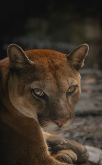 Puma, retrato de puma