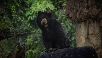 Obraz premium a spectacled bear in the forest