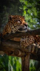Magnificent Jaguar resting on a tree trunk