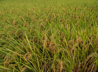 Obraz premium Photography landscape front view in asia thailand look green tree rice organic healthy fields growing close to harvest planted by farmer along with natural countryside air fresh wiht holiday time