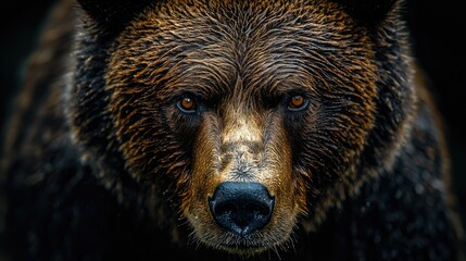 A Grizzly Bears Intense Gaze Close Up Portrait