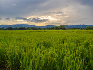 Photography landscape front view in asia thailand look green tree rice organic healthy fields growing close to harvest planted by farmer along with natural countryside air fresh wiht holiday time