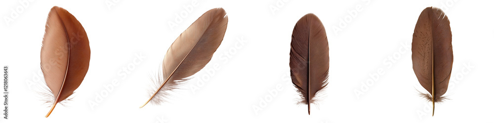 Poster Elegant brown feathers arranged in an composition with soft lighting and shadows creating a sophisticated natural and delicate visual display