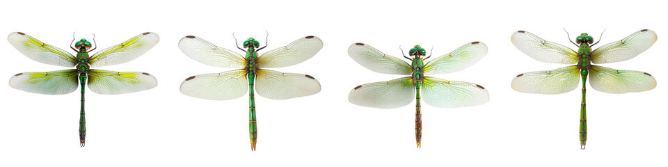 A beautiful arrangement of stunning close up shots showcasing the intricate details and vibrant colors of various dragonfly species  The delicate transparent wings iridescent bodies