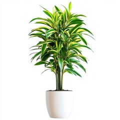 Dracaena Reflexa 'Song of India' in a White Pot