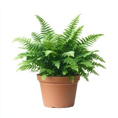 Fototapeta premium Vibrant Green Fern Plant in a Terracotta Pot, Isolated on White Background