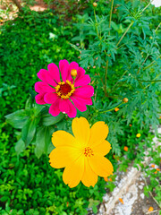 Flores no jardim 
