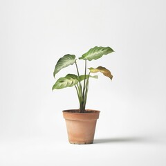 Obraz premium Alocasia Frydek in a Terracotta Pot Against a White Background