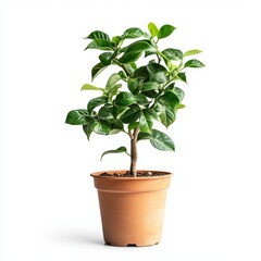 A Vibrant Green Plant in a Terracotta Pot, Isolated on White Background