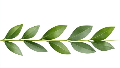Close-up view of green leaves arranged in a line against a white background, showcasing their texture