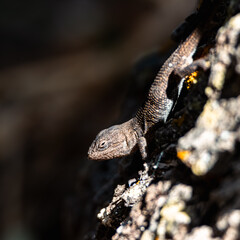 Tree Lizard