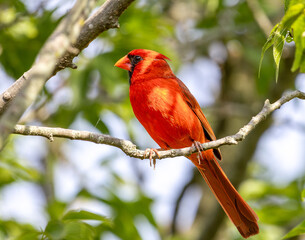 Cardinal