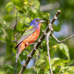 Painted Bunting