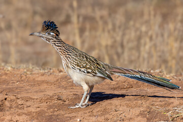 Roadrunner