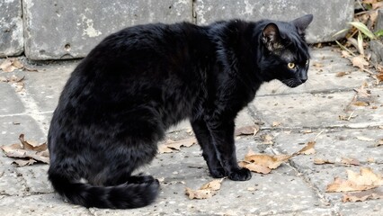 Stray Cat on Walkway, Animal Photography with Black Feline on Urban Stone Path