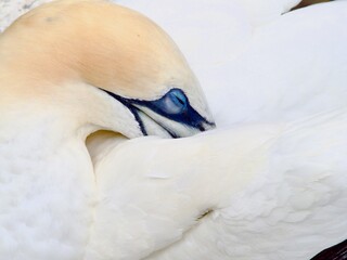 Close view of a Southern Gannet asleep with its bill tucked into feathers. (morus serrator).Muriwai colony in New Zealand