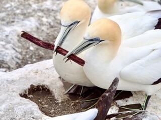 A pair of gannets can be seen both holding the same wooden twig for nesting material.Pair bonding.Behaviour