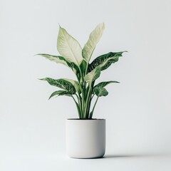 Fototapeta premium Elegant Dieffenbachia Plant in a Minimalist White Pot