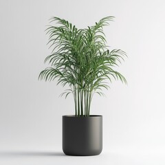 Elegant Chamaedorea elegans in a Sleek Black Pot Against a Minimalist White Background