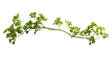 Obraz premium Spinach on transparent background