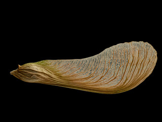 high resolution( 7774x 10366 pixels) maple seed on black background showing very detailed rib.