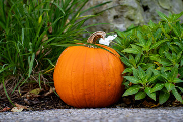 View of an orange pumpkin in the garden.