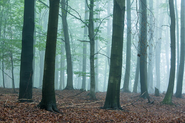 Piękny mglisty las o poranku