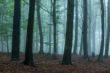 Piękny mglisty las o poranku