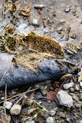 Dead salmon in a stream with visible maggots.