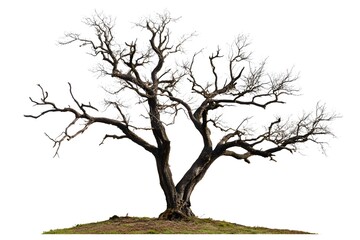 Fototapeta premium Ancient Gnarled Tree with Twisted Bare Branches on White Background, Nature and Decay Concept