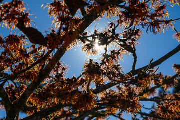 Dark moody orange and dark maroon flowers of witch hazel plant dramatically backlit by the sun with blue sky, winter blooming nature background
