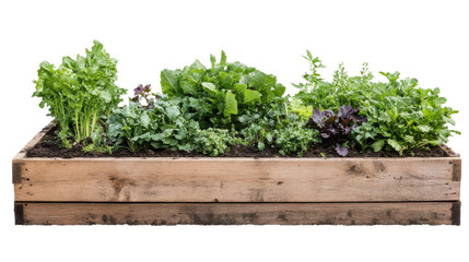 Fototapeta premium Young green seedlings sprouting in dark fertile soil on transparent background
