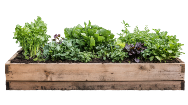 Young green seedlings sprouting in dark fertile soil on transparent background