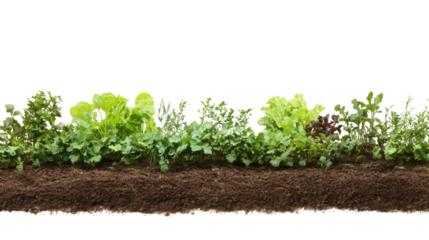 Young green seedlings sprouting in dark fertile soil on transparent background