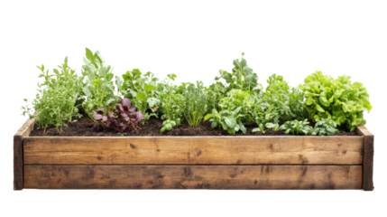 Young green seedlings sprouting in dark fertile soil on transparent background