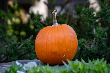 View of an orange pumpkin in the garden.