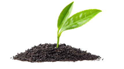 Plant in soil on transparent background