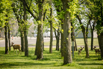 White-tailed deer herd walking through an urban park